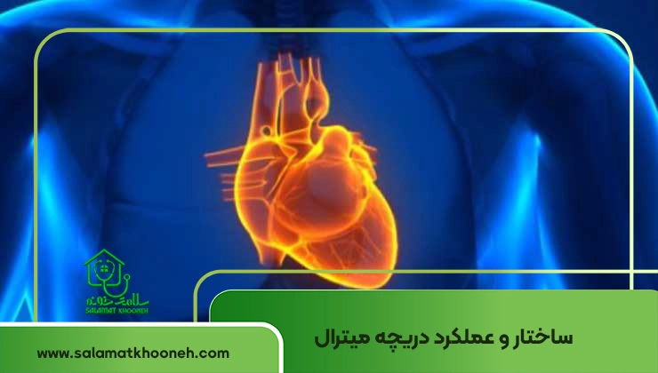عملکرد دریچه میترال