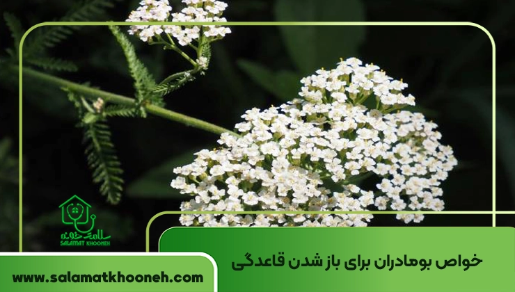 خواص بومادران برای باز شدن قاعدگی