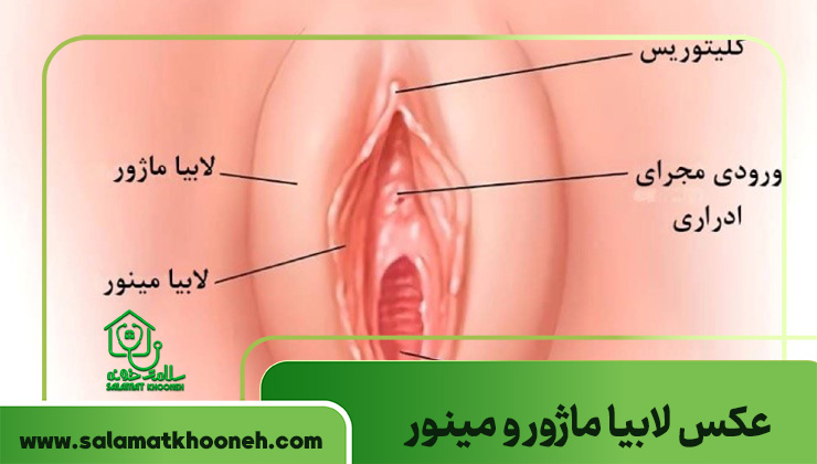 عکس لابیا ماژور و مینور